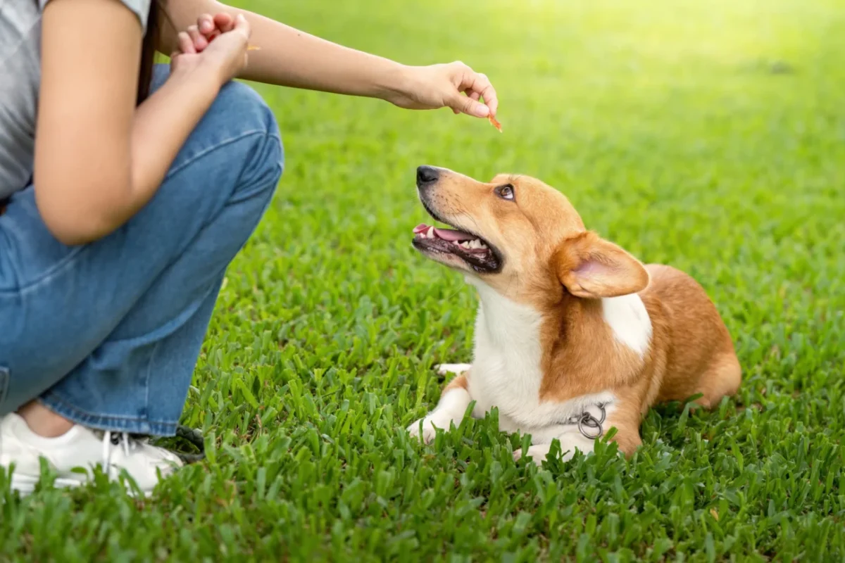 Ležící pes v tréninku.