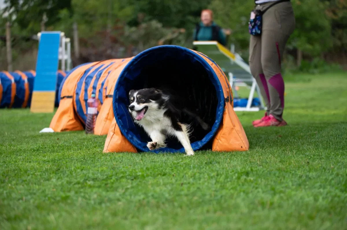 pes vybíhá z roury