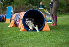 pes vybíhá z roury