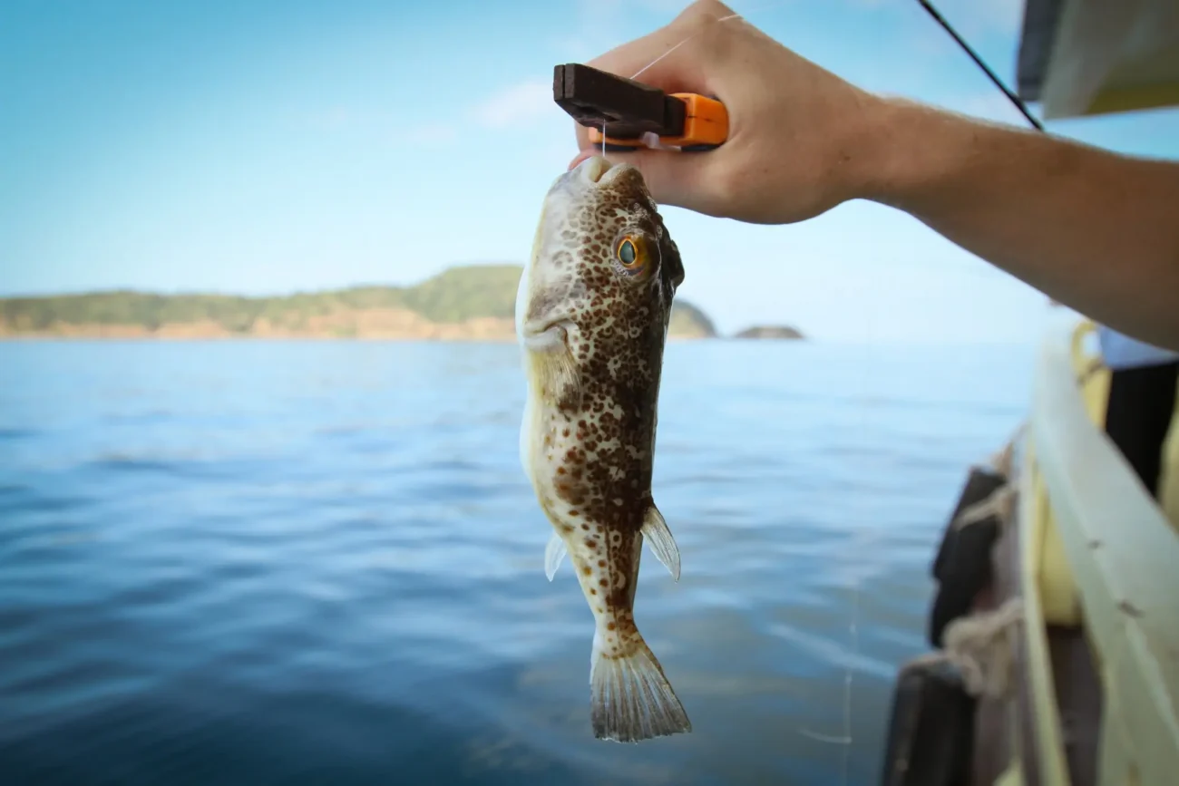 Chycená ruba Fugu. 