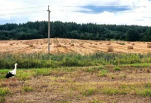 Příroda.