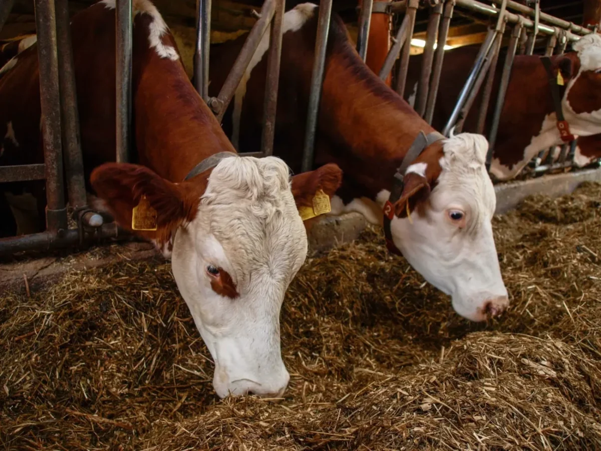 krávy v kravíně
