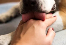 Pejsek ženě olizuje ruku.