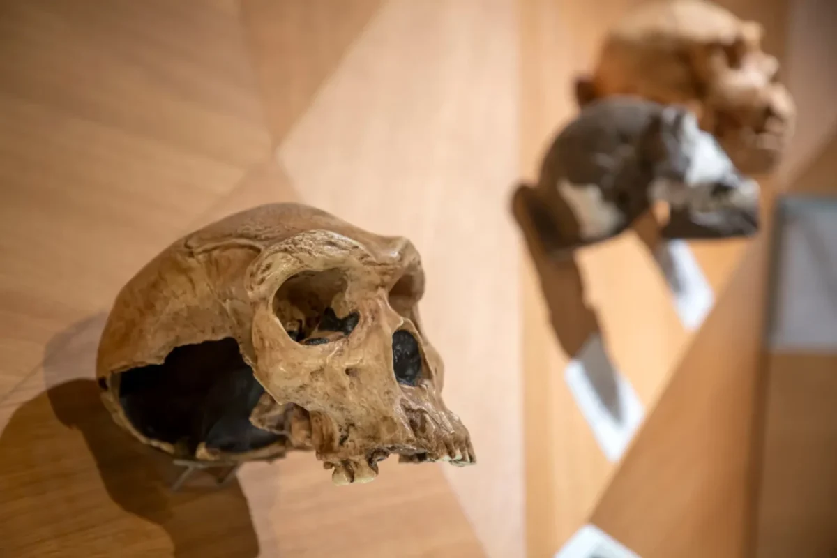 Stará lebka visící na zdi.