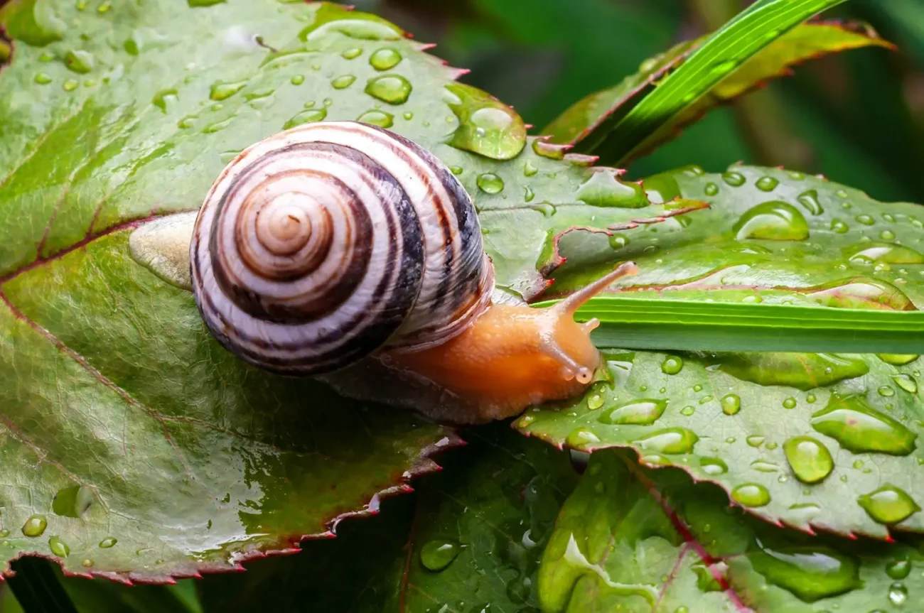 Při dešti vylézají slimáci ze svých úkrytů Shutterstock | TVGURU.cz déšť, slimák