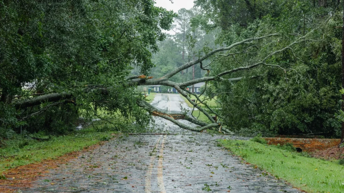 Strom spadlý přes silnici.