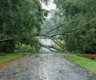 Strom spadlý přes silnici.