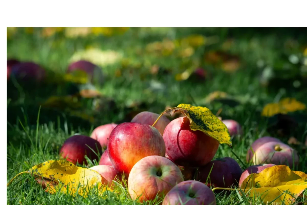 Léto se s námi loučí svými dary