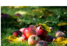 Léto se s námi loučí svými dary