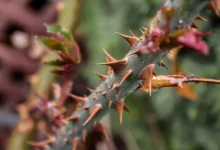 trnitý stonek růže