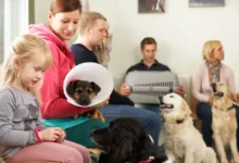 čekárna ve veterinární ordinaci
