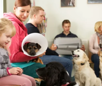 čekárna ve veterinární ordinaci