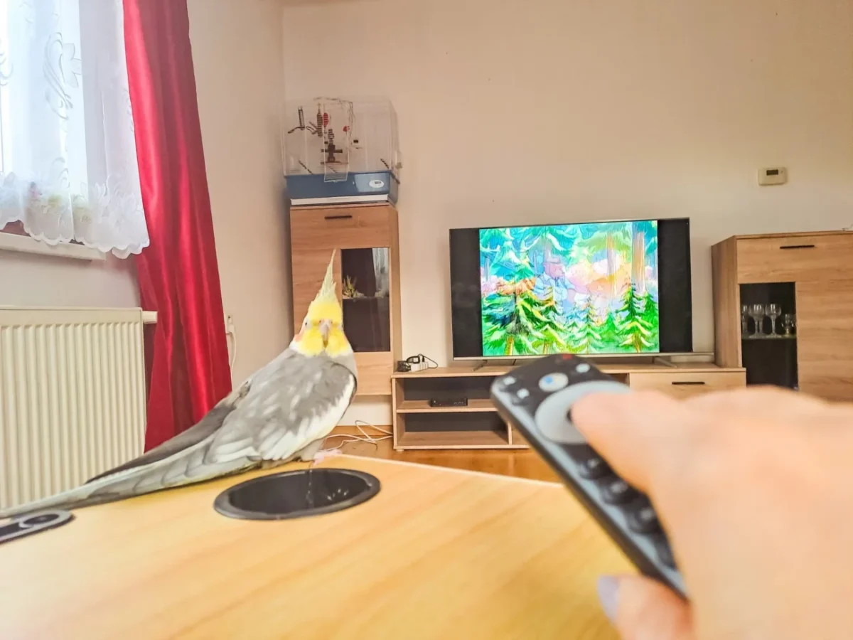 Člověk ovladačem míří na televizi a sedí u něj ptáček.
