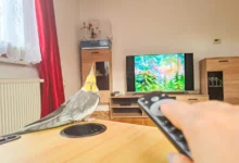 Člověk ovladačem míří na televizi a sedí u něj ptáček.