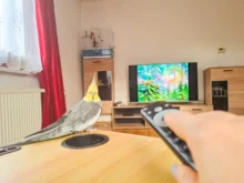 Člověk ovladačem míří na televizi a sedí u něj ptáček.