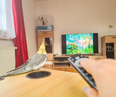 Člověk ovladačem míří na televizi a sedí u něj ptáček.