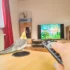 Člověk ovladačem míří na televizi a sedí u něj ptáček.