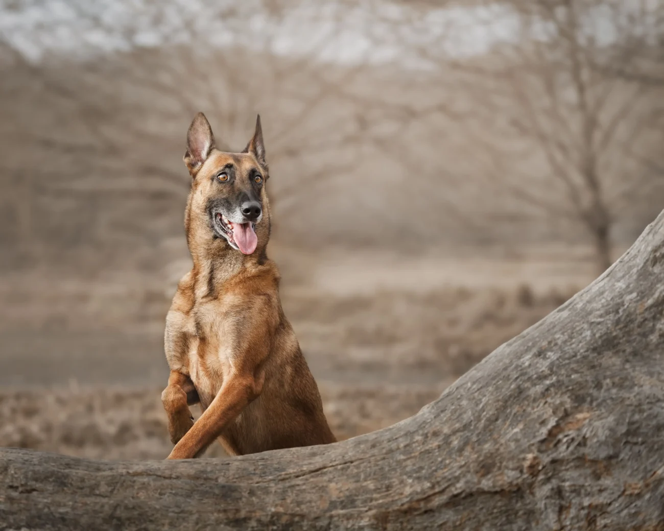 shutterstock_2657556099-min | TVGURU.cz pes opřený o kmen