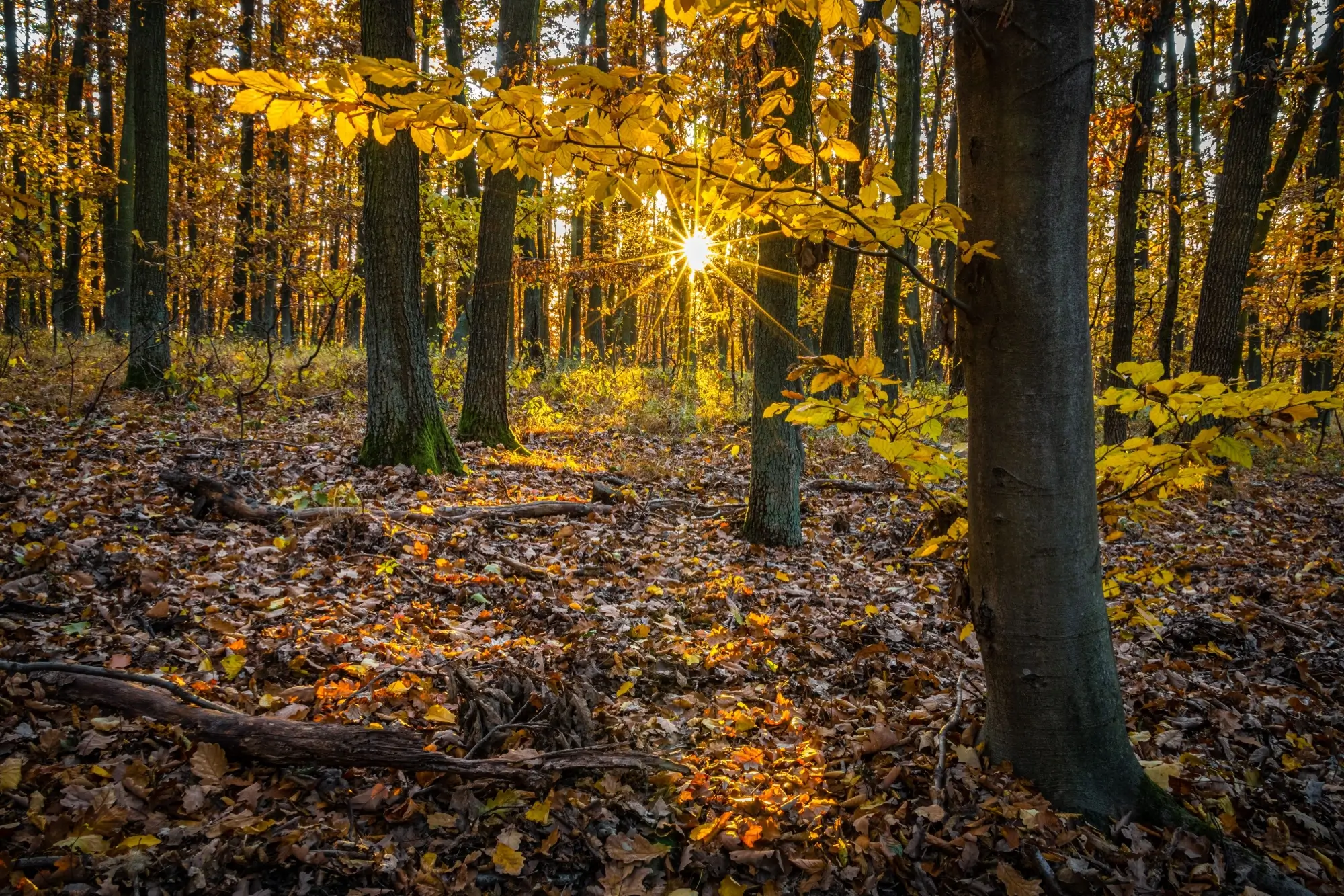 sluníčko v lese