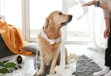 pes který udělal nepořádek, majitel ho kárá