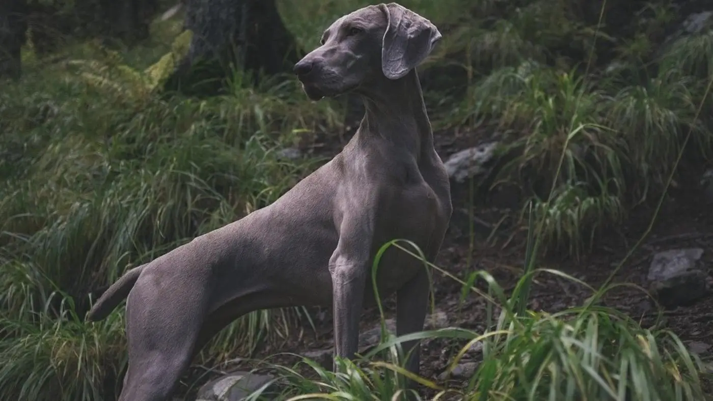 Obraz s loveckým psem | TVGURU.cz Obraz s loveckým psem