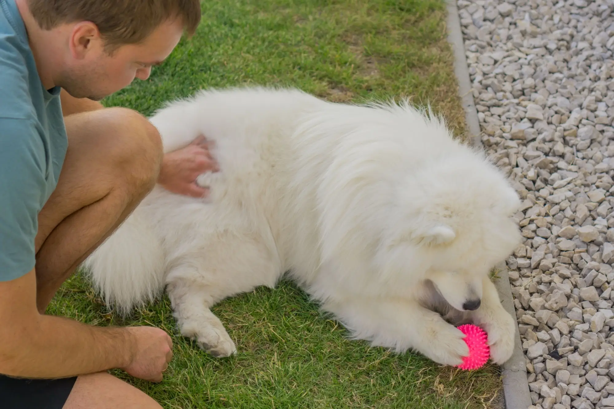 Ruský samojed