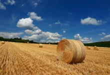 Pole s balíkem sena.
