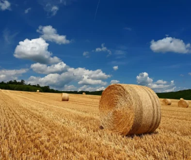 Pole s balíkem sena.