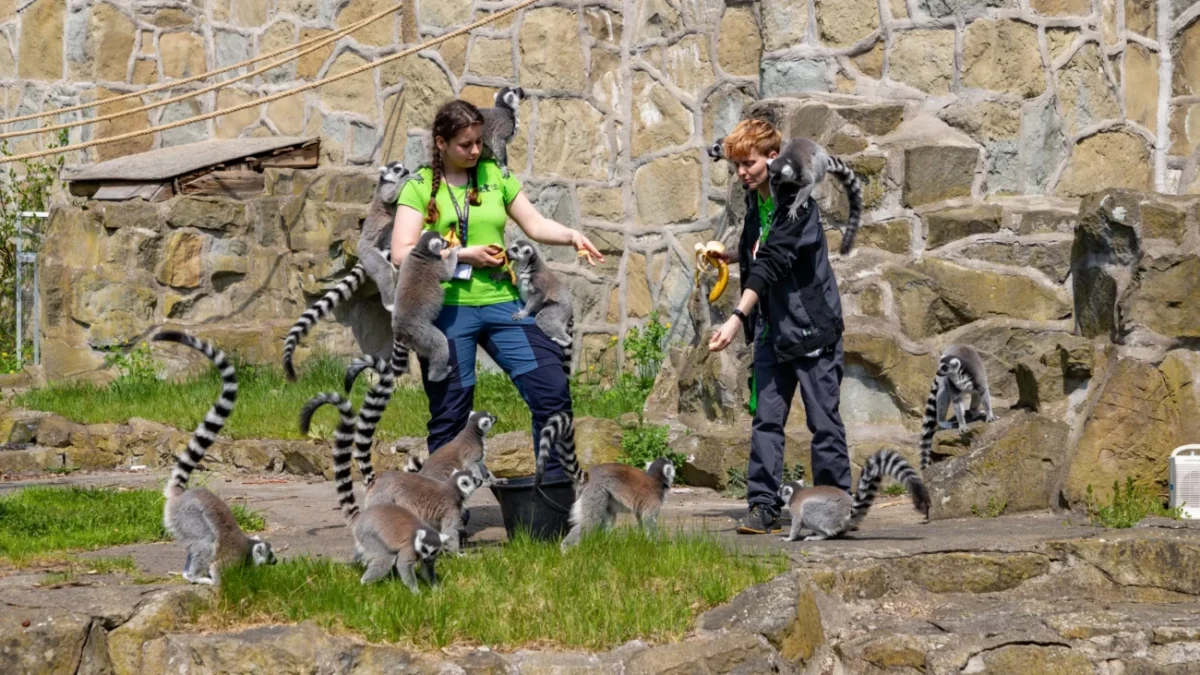 Chovatelé ve výběhu u lemurů.