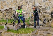 Chovatelé ve výběhu u lemurů.