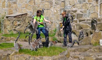 Chovatelé ve výběhu u lemurů.
