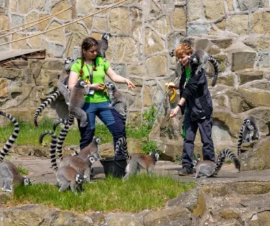 Chovatelé ve výběhu u lemurů.