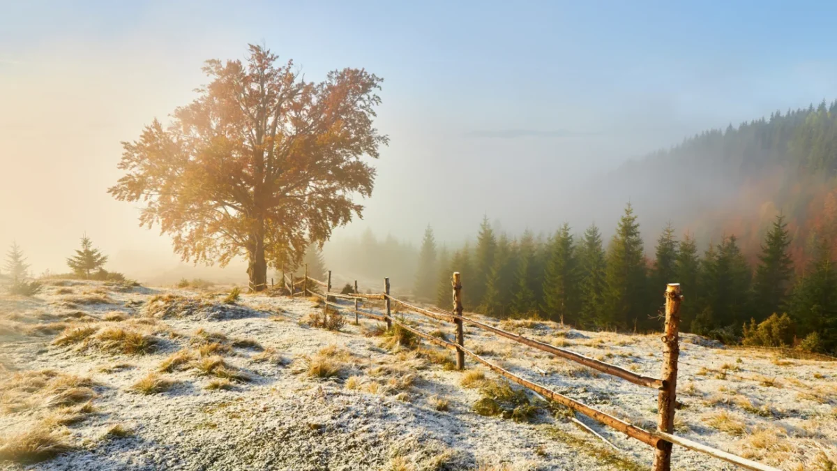 První sníh na horách (horská stezka, strom - jasný den)