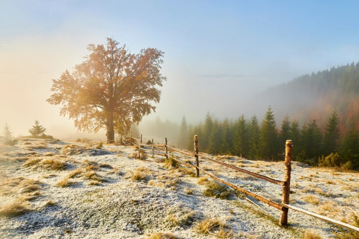 První sníh na horách (horská stezka, strom - jasný den)