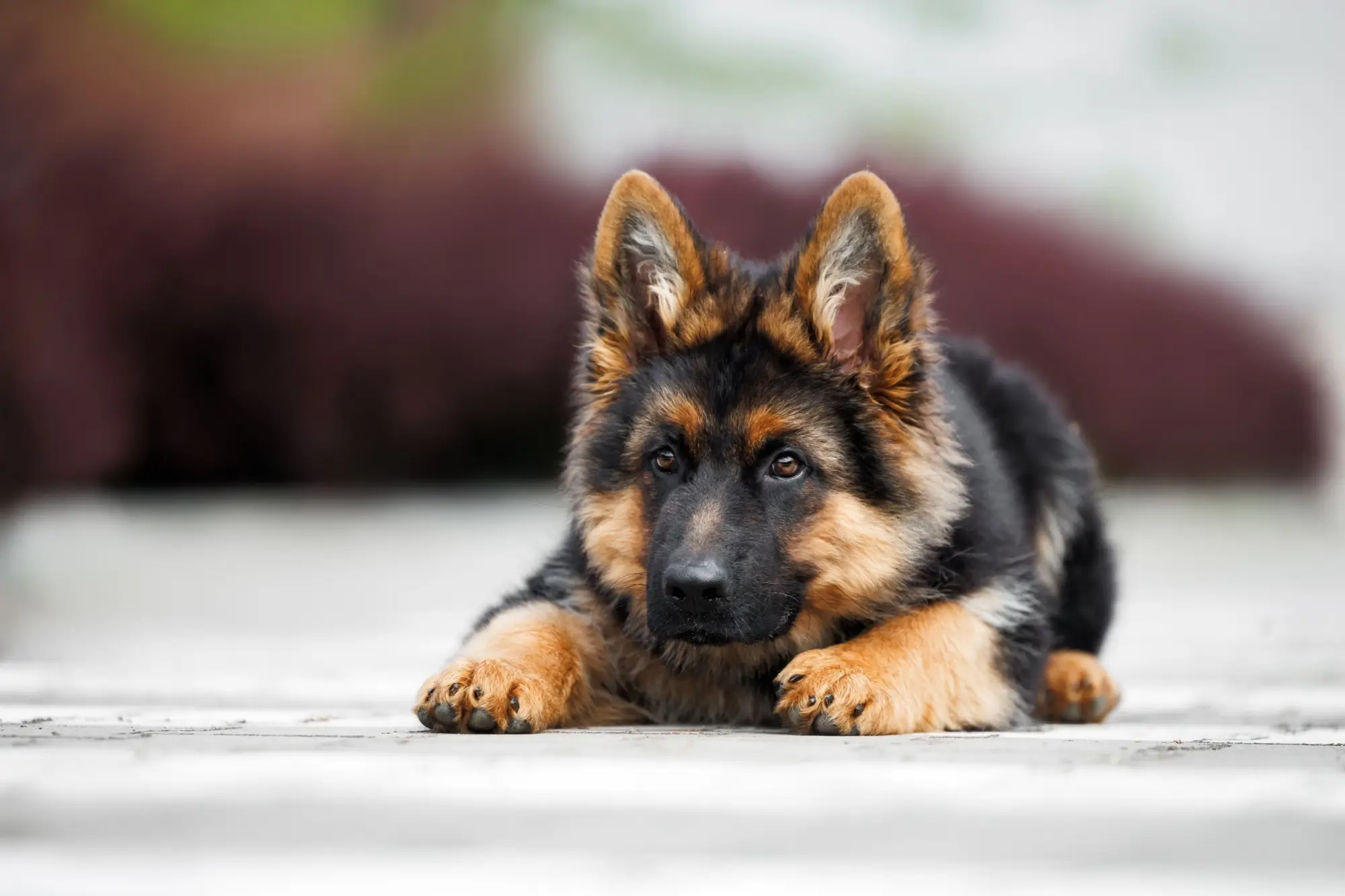 Štěně německého ovčáka