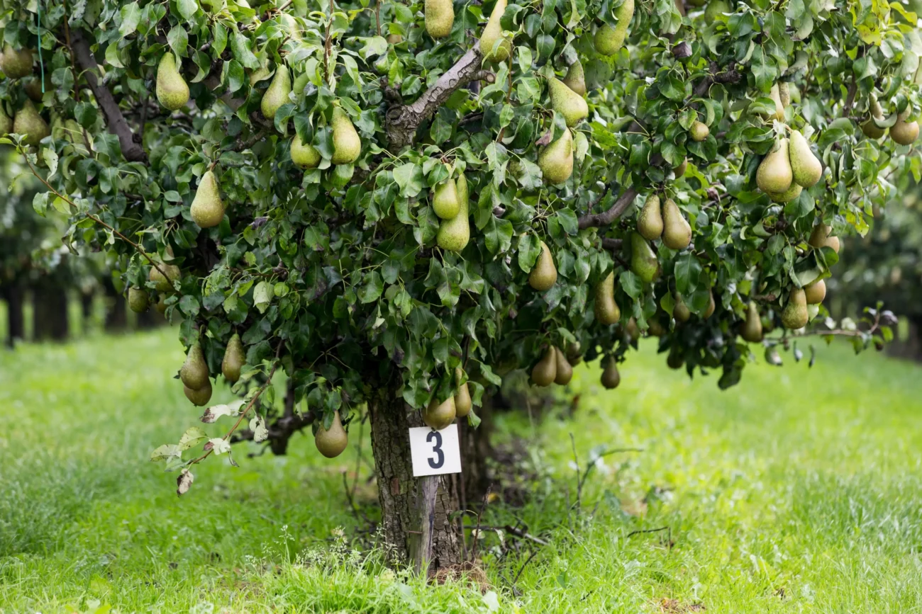 Jedna z populárních váz nese název podle ovocného stromu. Zdroj: Shutterstock | TVGURU.cz Strom hruška s plody.