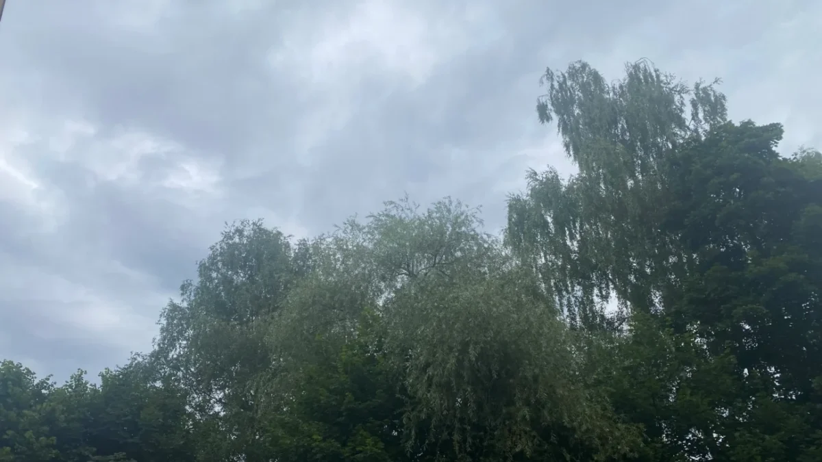 oblačno nad stromy v parku