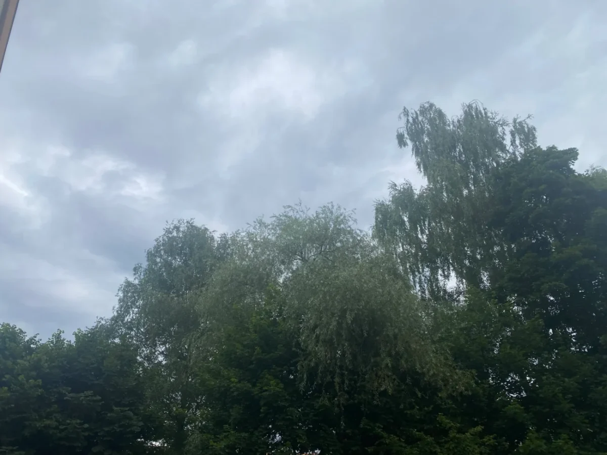 oblačno nad stromy v parku