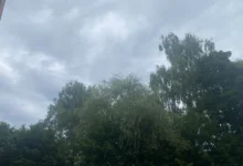 oblačno nad stromy v parku