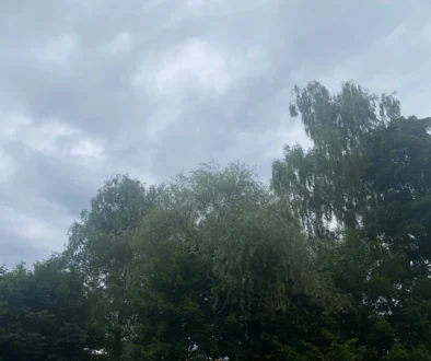 oblačno nad stromy v parku