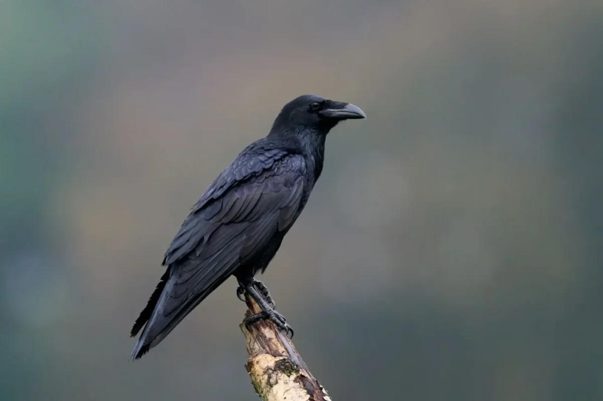 havran sedící na větvi