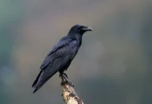 havran sedící na větvi