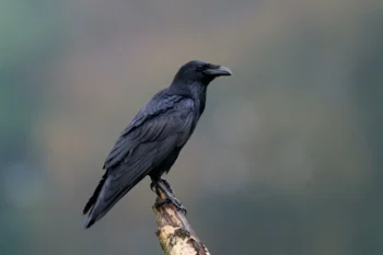 havran sedící na větvi