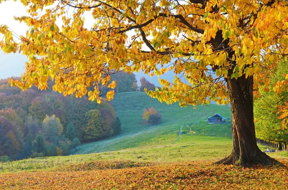 podzimní krajina se spadaným listím pod stromem