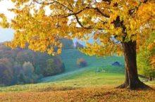 podzimní krajina se spadaným listím pod stromem