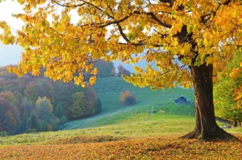 podzimní krajina se spadaným listím pod stromem