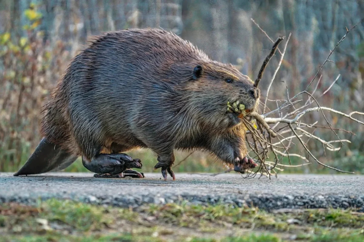 bobr si na snímku nese větve jako materiál pro stavbu hráze