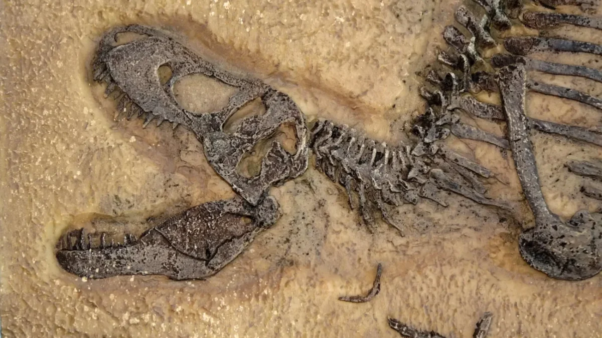 fosilie dinosaura