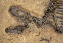 fosilie dinosaura