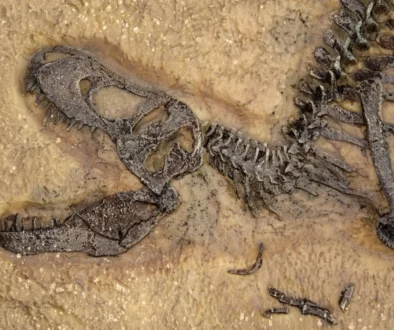 fosilie dinosaura
